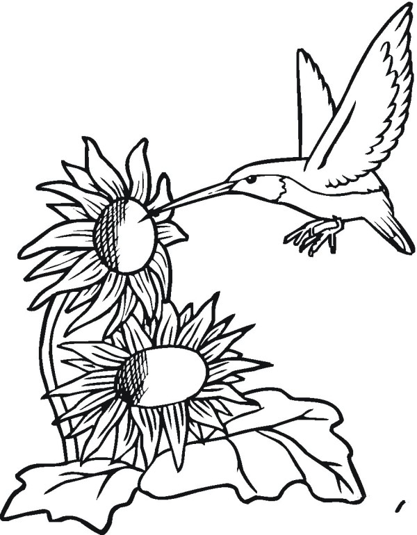 Hummingbird and sunflower