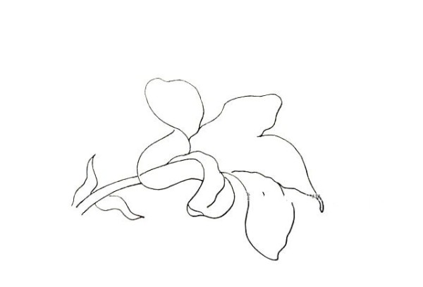 Simple drawing tutorial: Drawing lilies