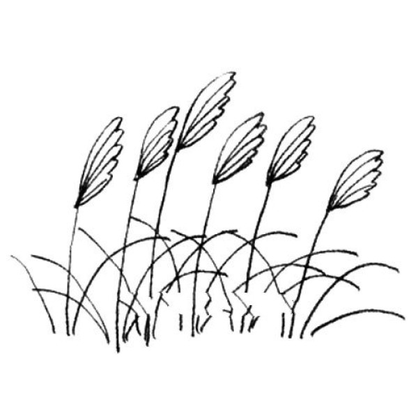 Miscanthus simple strokes drawing tutorial