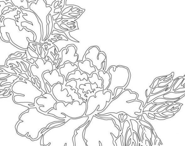 Peony flower simple drawing material Peony flower picture simple stroke drawing