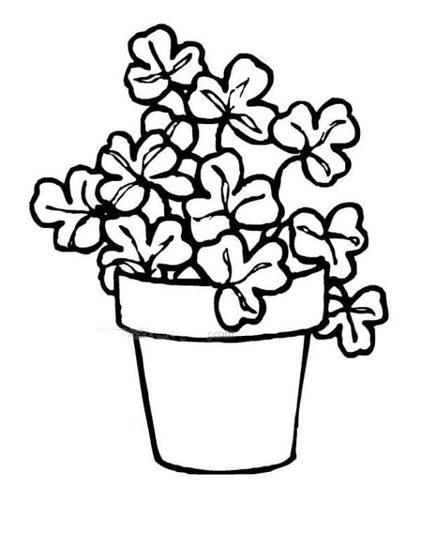 Simple drawing of clover bonsai