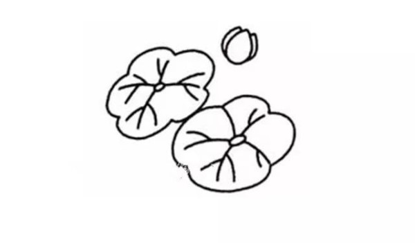 Six steps to draw beautiful lotus flowers