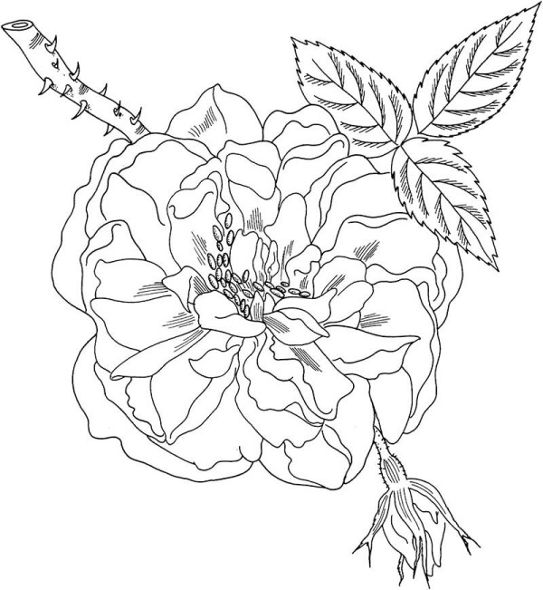 Rose flower simple drawing pictures