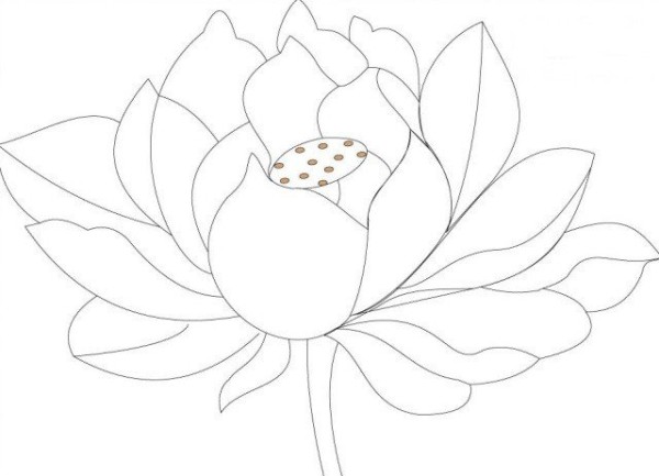 A simple picture of a beautiful big lotus