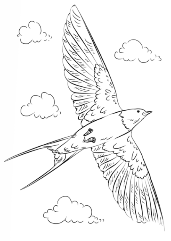 How to draw a swallow with simple strokes