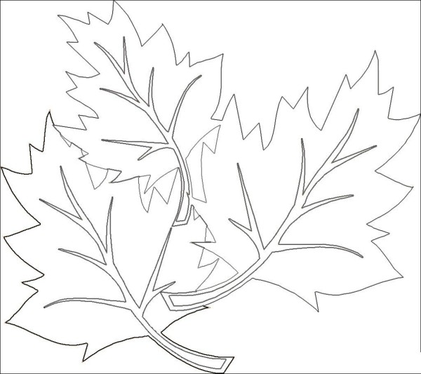 Simple drawings of plants Simple drawing pictures of leaves