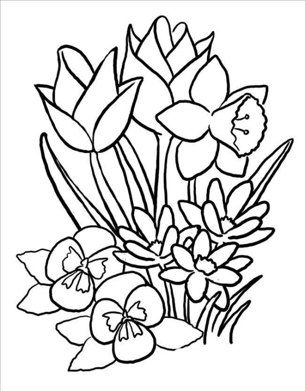 Simple drawing of daffodils, simple drawing of flowers