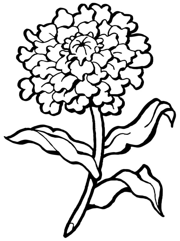 How to draw carnation flowers