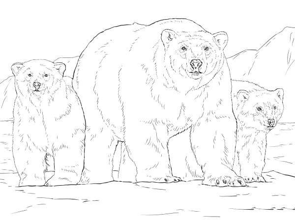 polar bear family