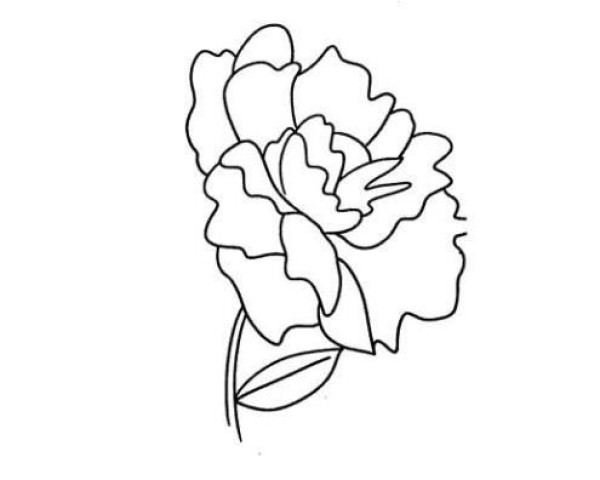 Simple drawing of beautiful peony flowers