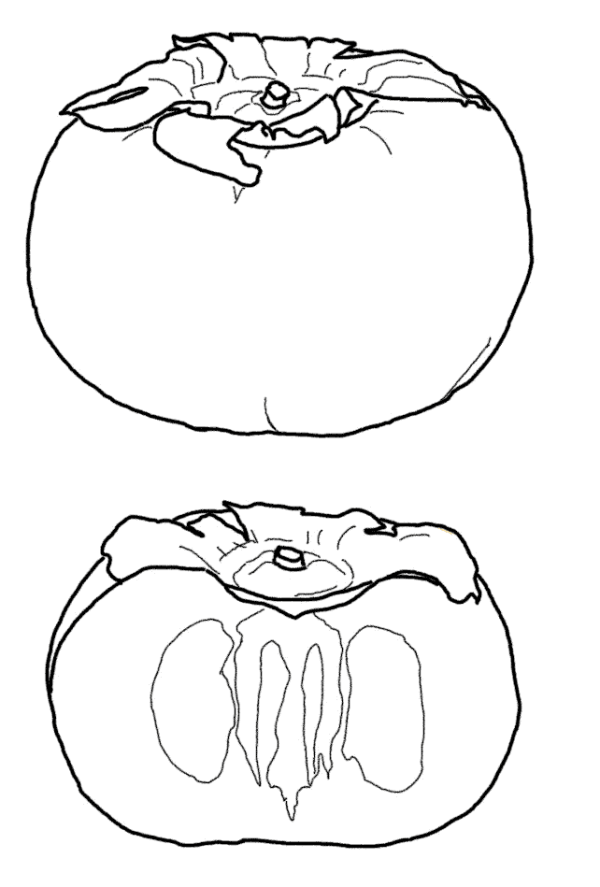 How to draw a persimmon