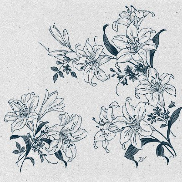 2016 Beautiful Lily Flower Simple Drawing Picture