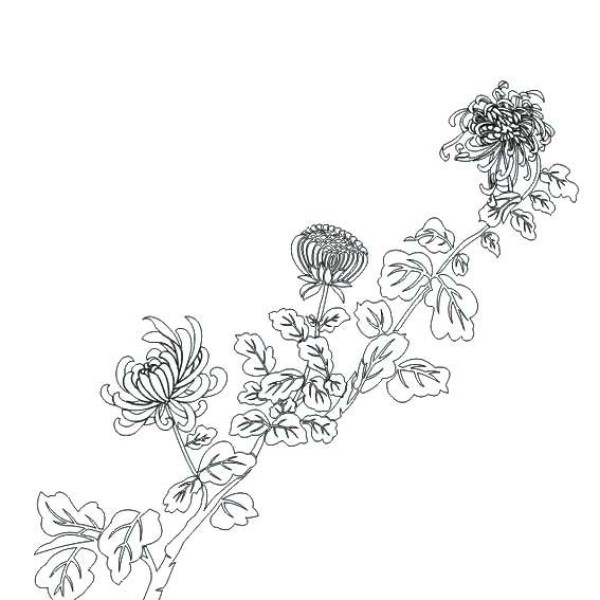 How to draw a simple picture of a chrysanthemum