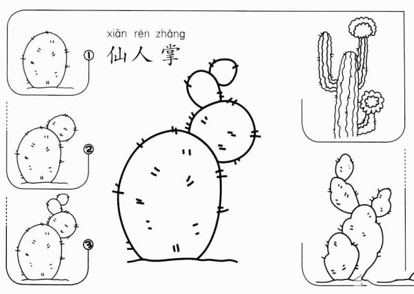 How to draw a simple cactus