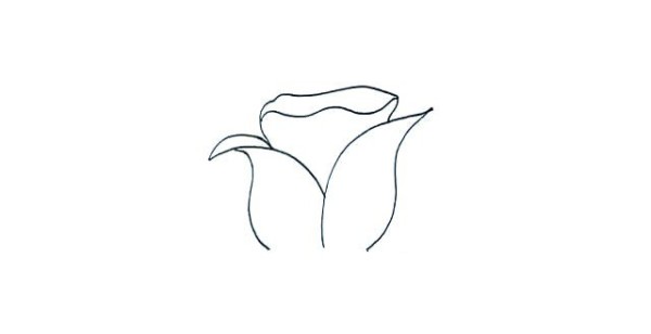 Detailed steps for drawing simple strokes of roses