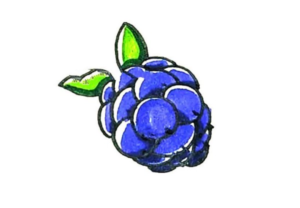 0Learn to Draw Blackberry