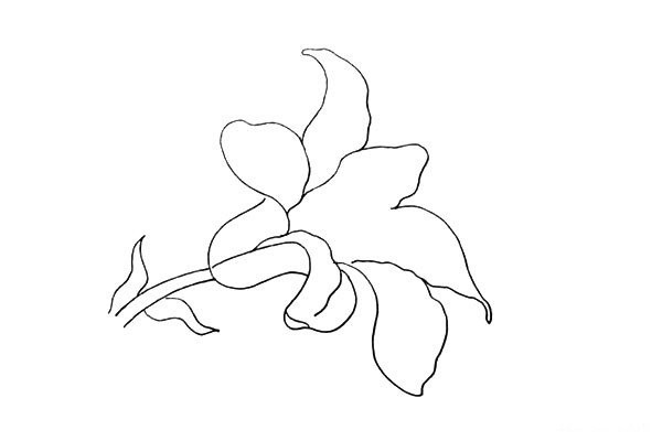 How to draw a lily