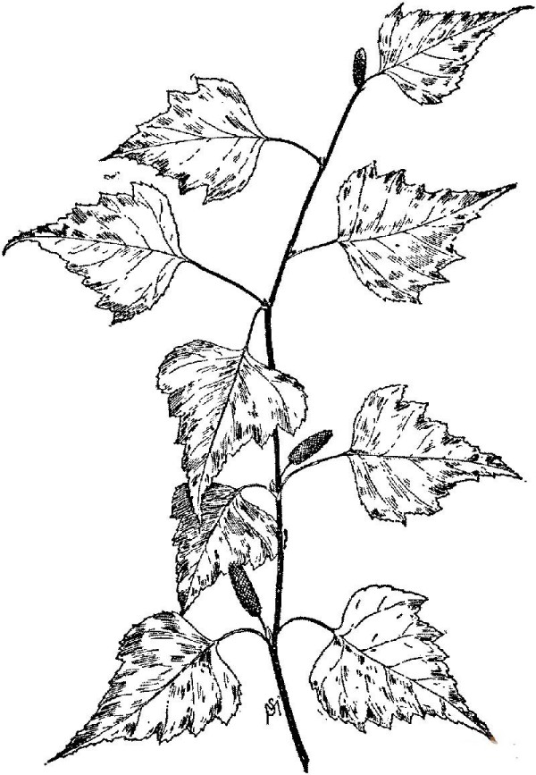 How to draw birch leaves