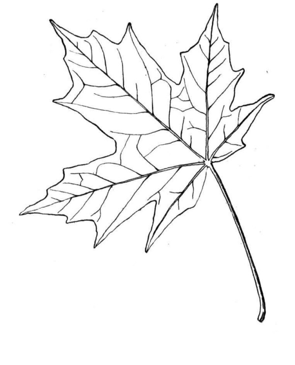 How to draw maple leaves