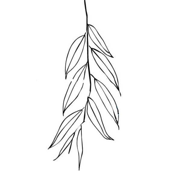 Simple strokes of willow leaves