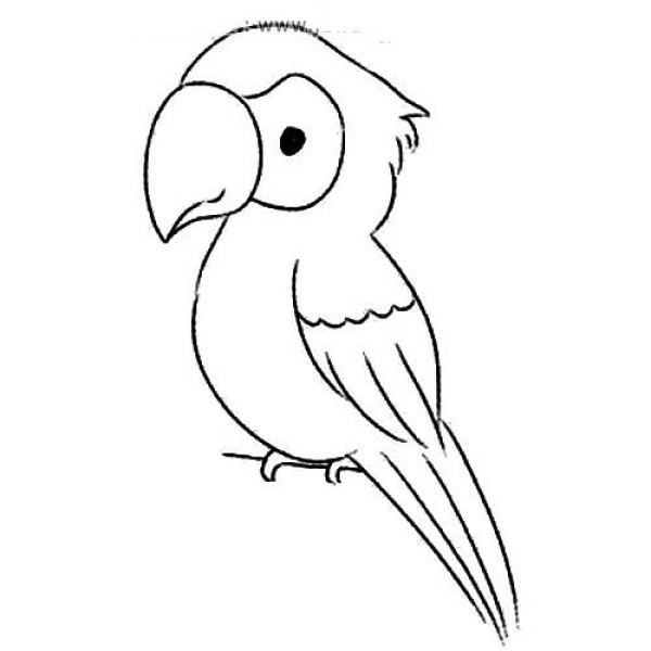 Smart parrot simple drawing tutorial