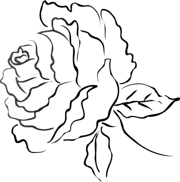 Flower simple drawing, peony flower simple drawing picture collection