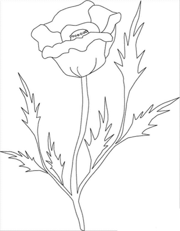 Flower pictures rose simple drawing