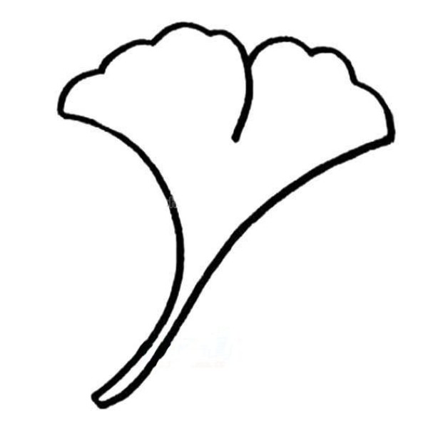 Beautiful simple drawing of ginkgo leaves