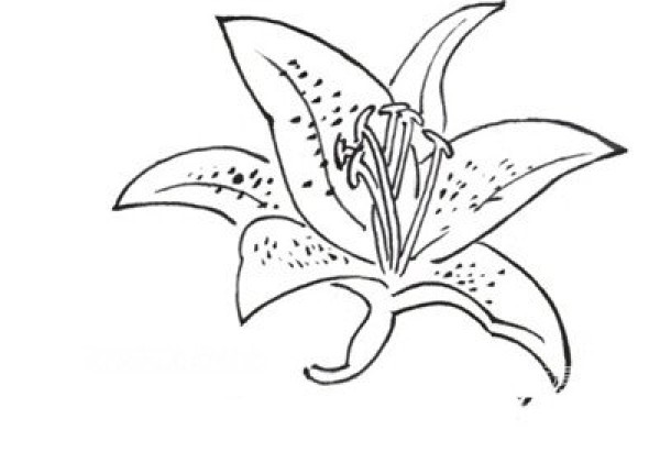 Line drawing lily flower painting tutorial