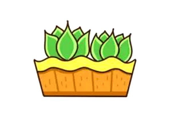 Beautiful succulents simple drawing 8