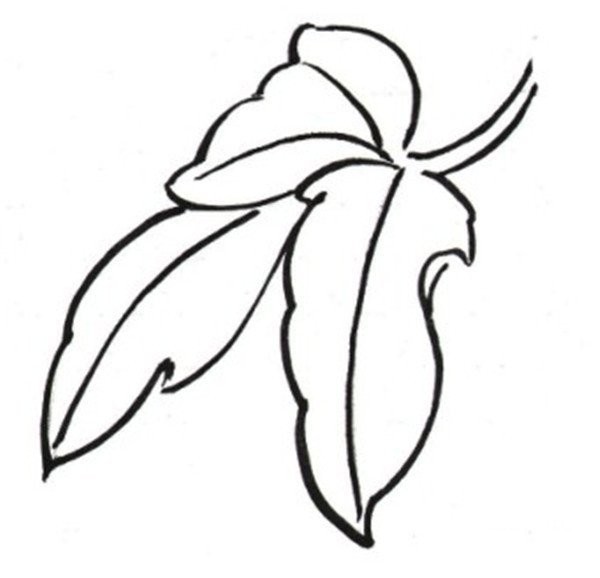 Drawing Tutorial of Line Drawing Peony