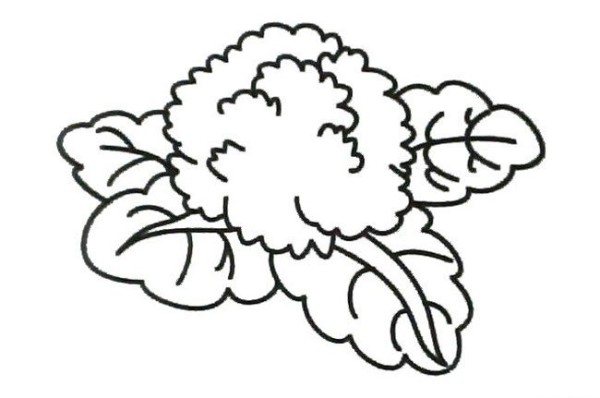 Complete collection of simple drawings of vegetables, simple drawings of cauliflower