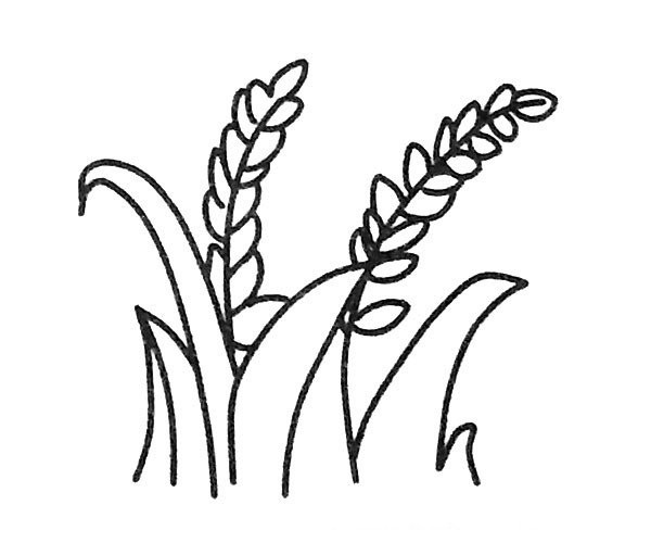 A set of beautiful simple drawing pictures of wheat ears