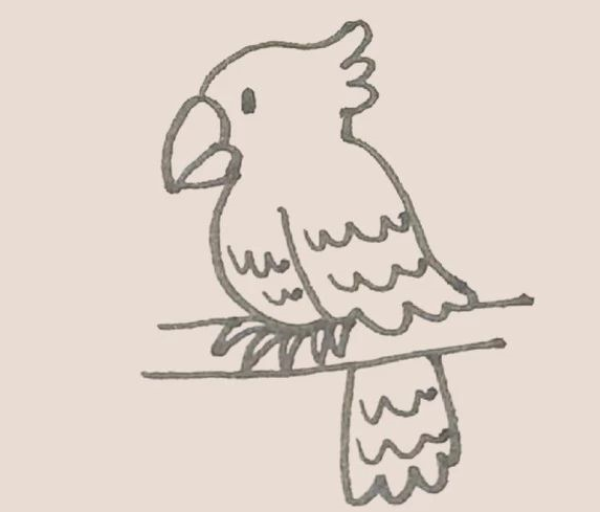 How to Draw a Parrot Simple Drawing