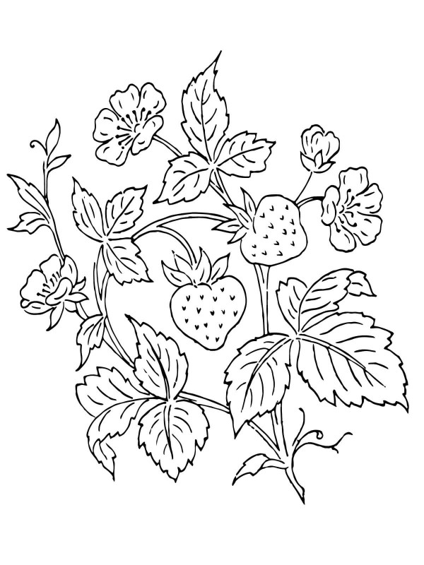 Strawberries and strawberry flowers