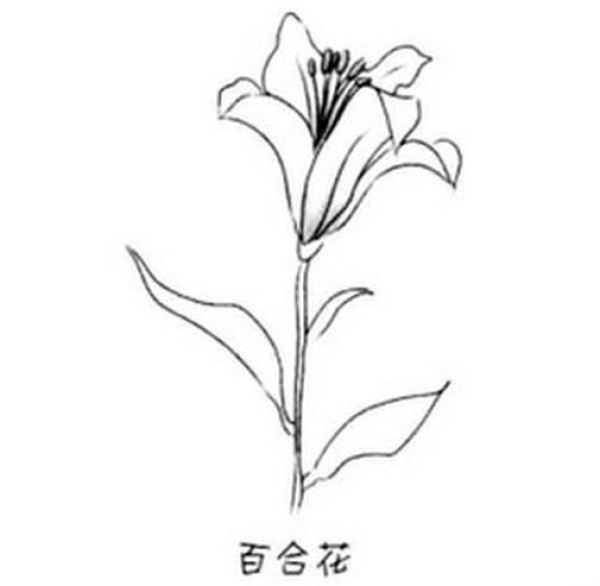 Simple drawing material of lily flowers Complete collection of simple drawings of lily flowers