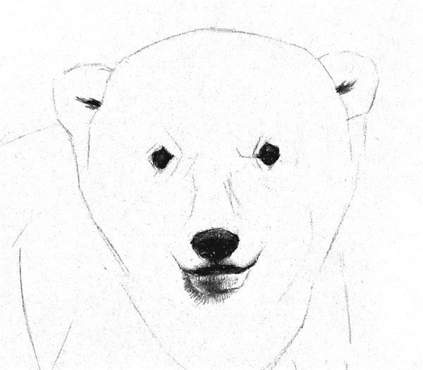 Drawing Tutorial of Sketching a Little Polar Bear