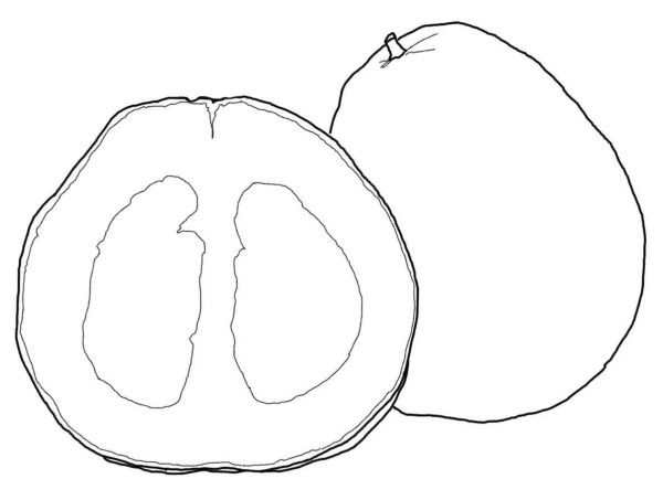 How to draw a big grapefruit