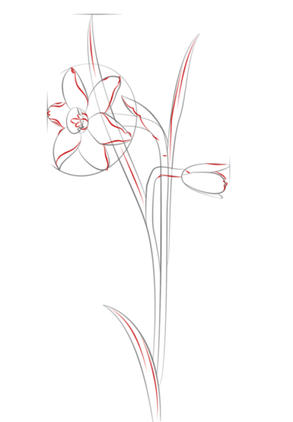 How to Draw Daffodils