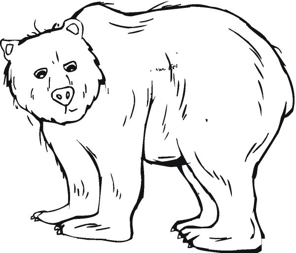 How to draw a cute grizzly bear