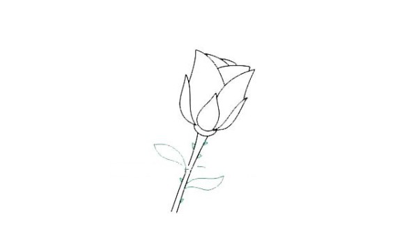 Draw a beautiful red rose