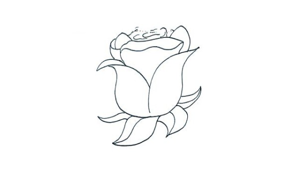 Detailed steps for drawing simple strokes of roses