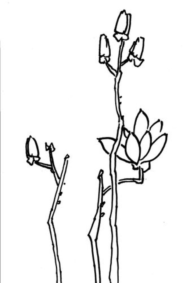 How to draw magnolia flowers in simple strokes