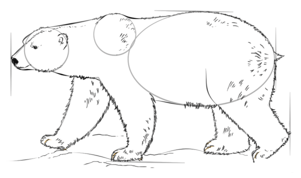 How to Draw a Polar Bear