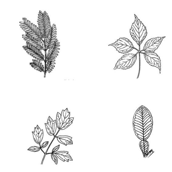 Simple strokes of various leaves