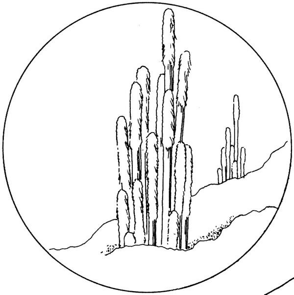 old man cactus