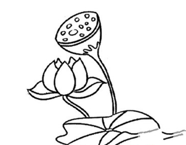 A complete collection of simple drawing pictures of lotus. A collection of simple drawing pictures of lotus.