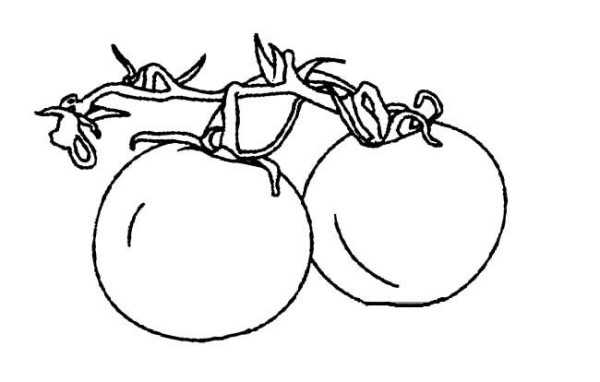 Complete collection of simple drawings of vegetables, simple drawings of tomatoes