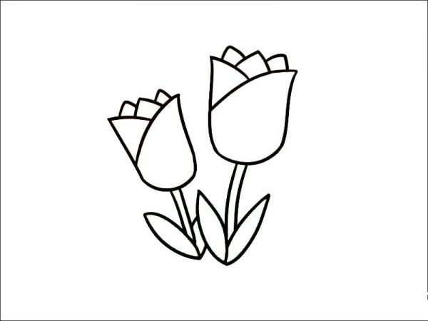 How to draw tulips