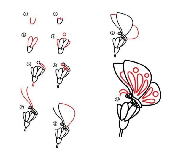 Simple Drawing Tutorial Butterfly Drawing Steps